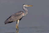 Grey Heron (Ardea cinerea)