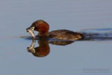 Little Grebe (Tachybaptus ruficollis)