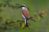 Red-backed Shrike (Lanius collurio)