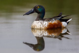 Northern Shoveler (Anas clypeata)