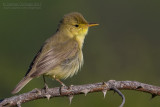 Melodious Warbler (Hippolais polyglotta)