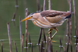 Little Bittern (Ixobrychus minutus)