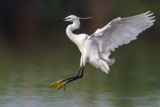 Little Egret (Egretta garzetta)