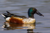 Northern Shoveler (Anas clypeata)