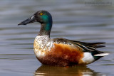 Northern Shoveler (Anas clypeata)