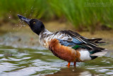 Northern Shoveler (Anas clypeata)