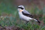 Northern Wheatear (Oenanthe oenanthe)