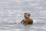 Northern Shoveler (Anas clypeata)