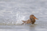Northern Shoveler (Anas clypeata)