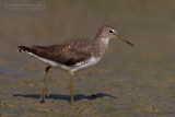 Green Sandpiper (Tringa ochropus)