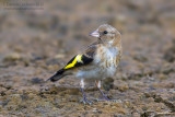 Goldfinch (Carduelis carduelis)