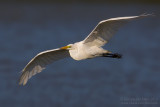 Great White Egret (Egretta alba)