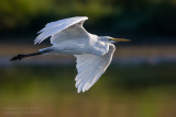 Great White Egret (Egretta alba)