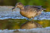 Eurasian Teal (Anas crecca)