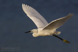 Little Egret (Egretta garzetta)