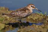 Dunlin (Caldris alpina)