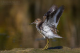Common Sandpiper (Actitis hypoleucos)