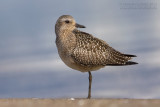 Grey Plover (Pluvialis squatarola)