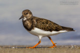 Ruddy Turnstone (Arenaria interpres)