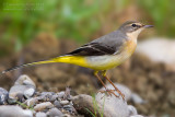 Grey Wagtail (Motacilla cinerea)