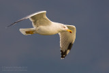 Yelow-legged Gull (Larus michahellis)