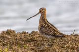 Common Snipe (Gallinago gallinago)