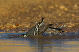 White Wagtail (Motacilla alba)