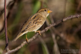Italian Sparrow maltae type (Passera dItalia maltae)