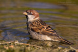 Italian Sparrow maltae type (Passera dItalia maltae)