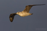 Yellow-legged Gull  (Larus michahellis)