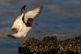 Eurasian Oystercatcher (Haematopus ostralegus)