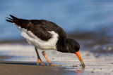 Eurasian Oystercatcher (Haematopus ostralegus)