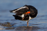Eurasian Oystercatcher (Haematopus ostralegus)