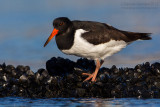 Eurasian Oystercatcher (Haematopus ostralegus)