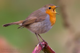 European Robin (Erithacus rubecula)