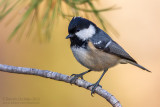 Coal Tit (Periparus ater)