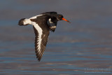 Eurasian Oystercatcher (Haematopus ostralegus)