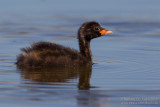 Little Grebe (Tachybaptus ruficollis)