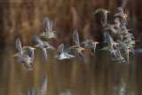 Common Snipe (Gallinago gallinago)