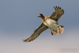 Eurasian Wigeon (Anas penelope)