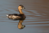 Little Grebe (Tachybaptus ruficollis)