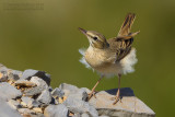 Tawny Pipit (Anthus campestris)