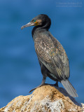 Great Cormorant (Phalacrocorax carbo sinensis)