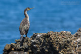 European Shag (Phalacrocorax aristotelis desmarestii)