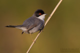 Sardinian Warbler (Sylvia melanocephala)