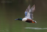 Northern Shoveler (Anas clypeata)