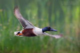 Northern Shoveler (Anas clypeata)
