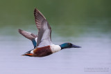 Northern Shoveler (Anas clypeata)