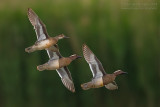 Garganey (Anas querquedula)