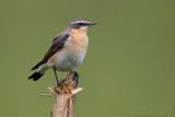 Northern Wheatear (Oenanthe oenanthe)